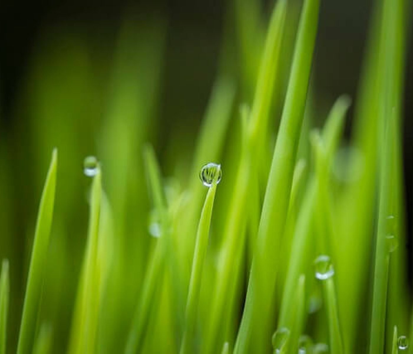 grass-6794951_640(1)